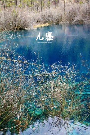 黄风铃花一般几月开花？